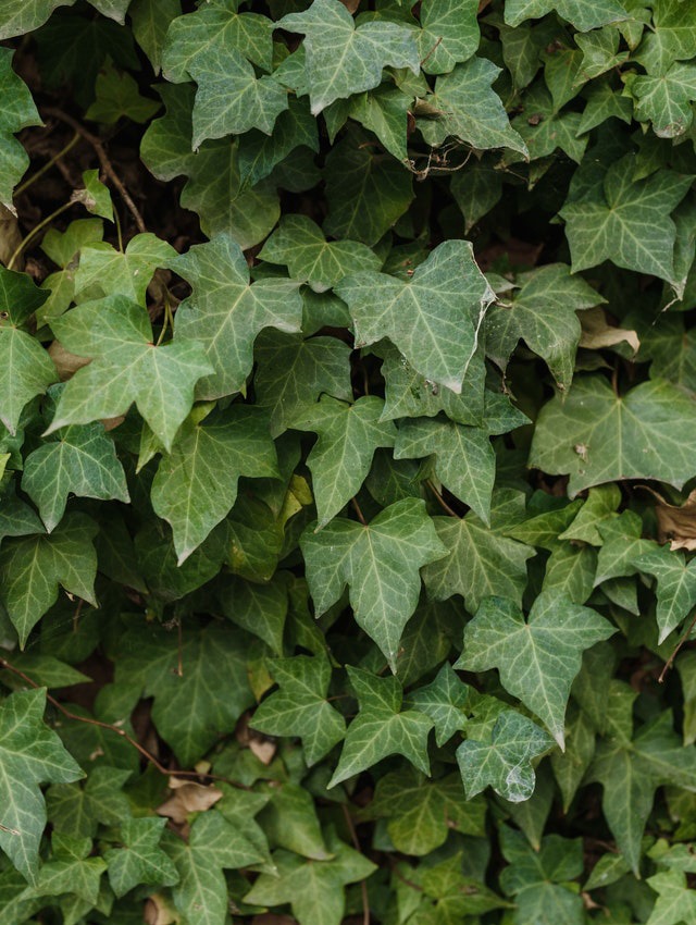 Klimop (Hedera helix)